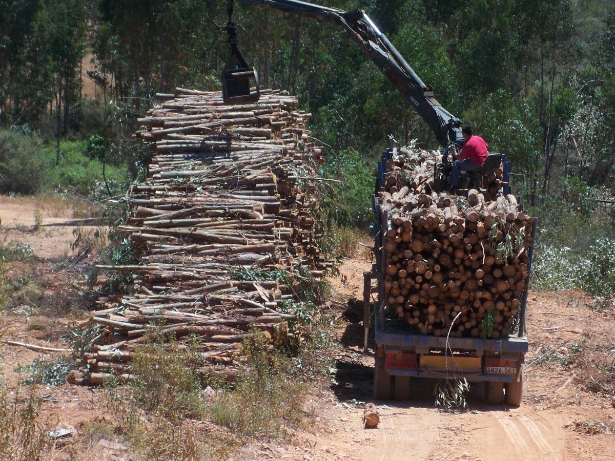 En Innofor realizamos tu valoración forestal certificada, a través de la cubicación de existencias maderables y biomasa en pie