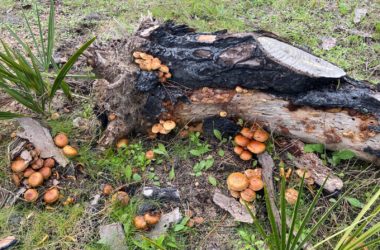 Inventario y valoración de existencias maderables afectadas por incendio en pinares costeros de pino piñonero