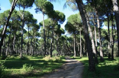 Inventario forestal para tratamiento selvícola en masa de pino piñonero con tecnología Field-Map